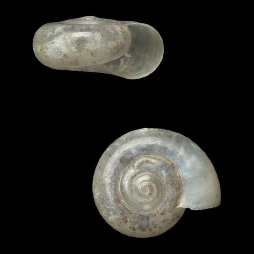 Happiella mediocris (Reeve, 1854)