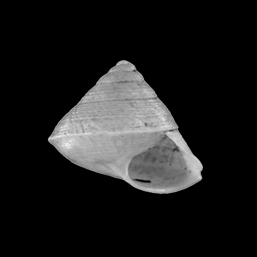 Helicina conus A. J. Wagner, 1910