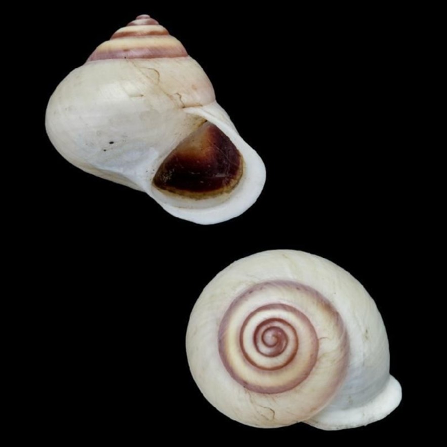 Helicina nemoralis Guppy, 1866