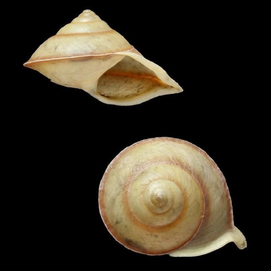 Helicina oxyrhyncha Crosse & Debeaux, 1863