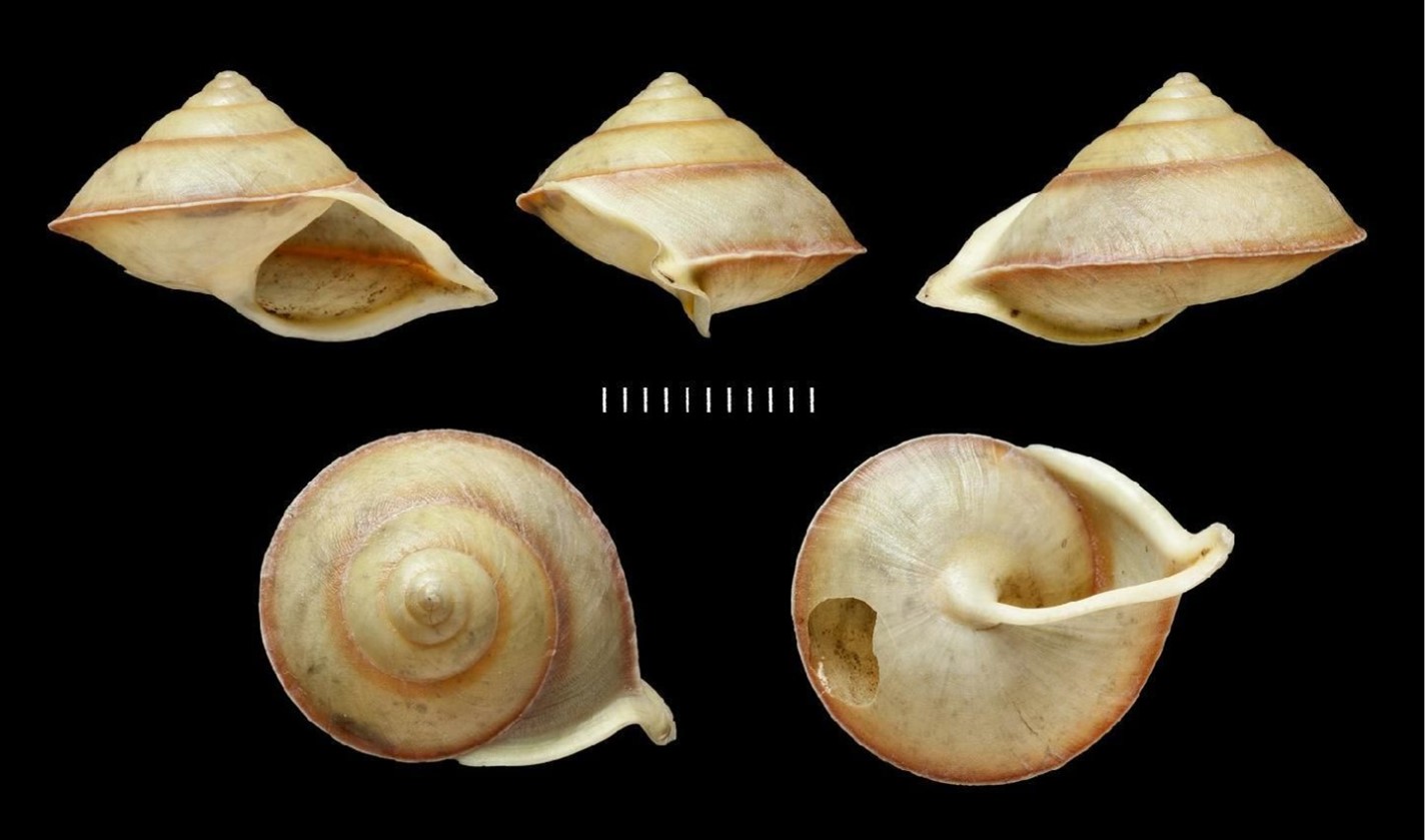 Helicina oxyrhyncha Crosse & Debeaux, 1863 Helicina oxyrhyncha Crosse & Debeaux, 1863