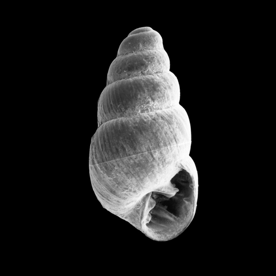 Hotumatua anaketiana Kirch, C. C. Christensen & D. W. Steadman, 2008 †