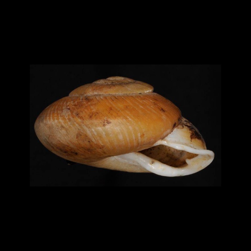 Isomeria meobambensis (L. Pfeiffer, 1857)