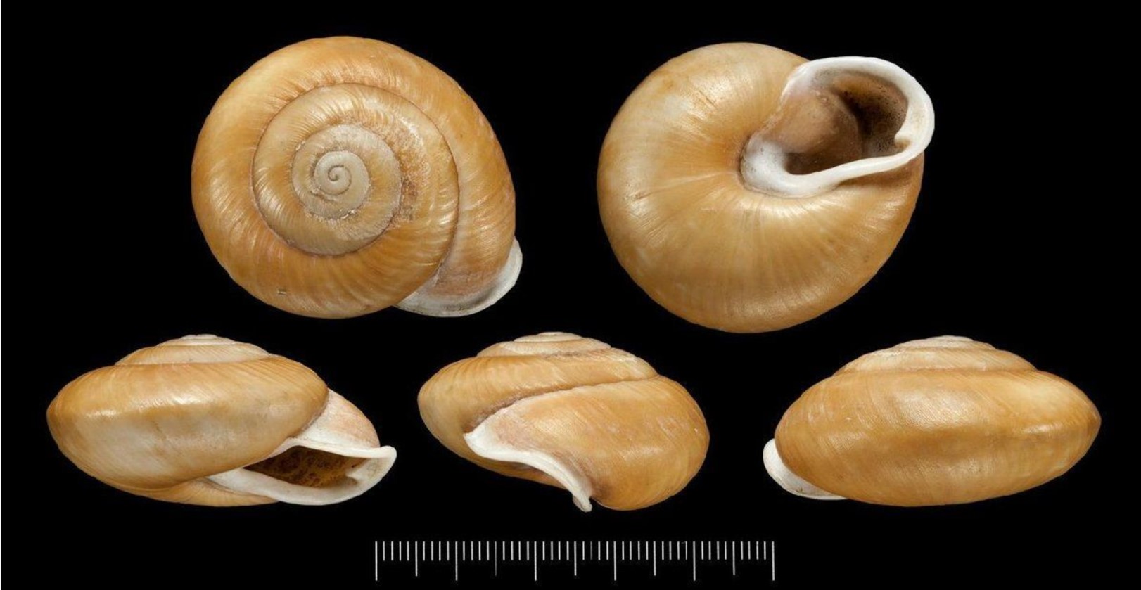 Isomeria meobambensis (L. Pfeiffer, 1857) Isomeria meobambensis (L. Pfeiffer, 1857)