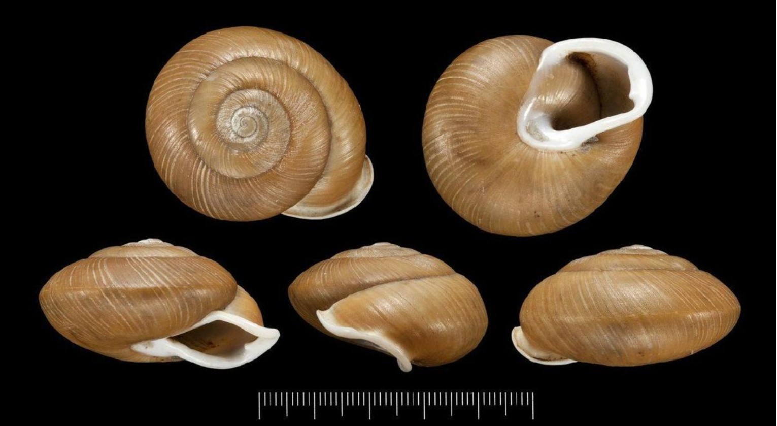 Isomeria meobambensis (L. Pfeiffer, 1857) Isomeria meobambensis (L. Pfeiffer, 1857)