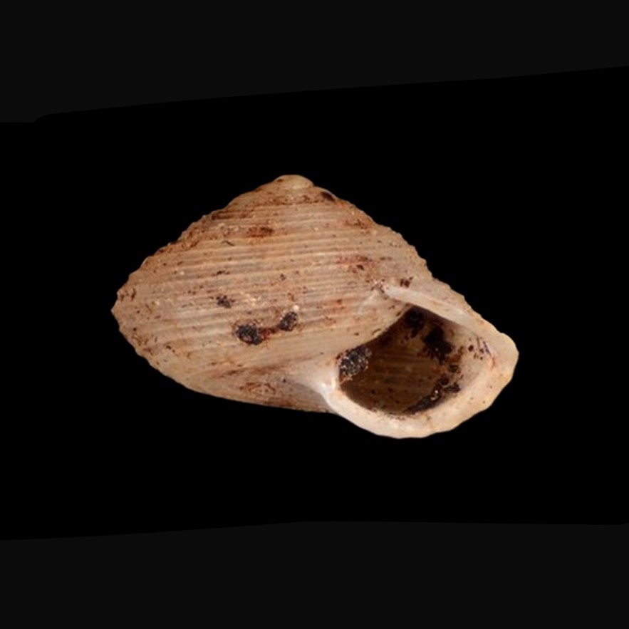 Lucidella lirata (L. Pfeiffer, 1847) ANSP