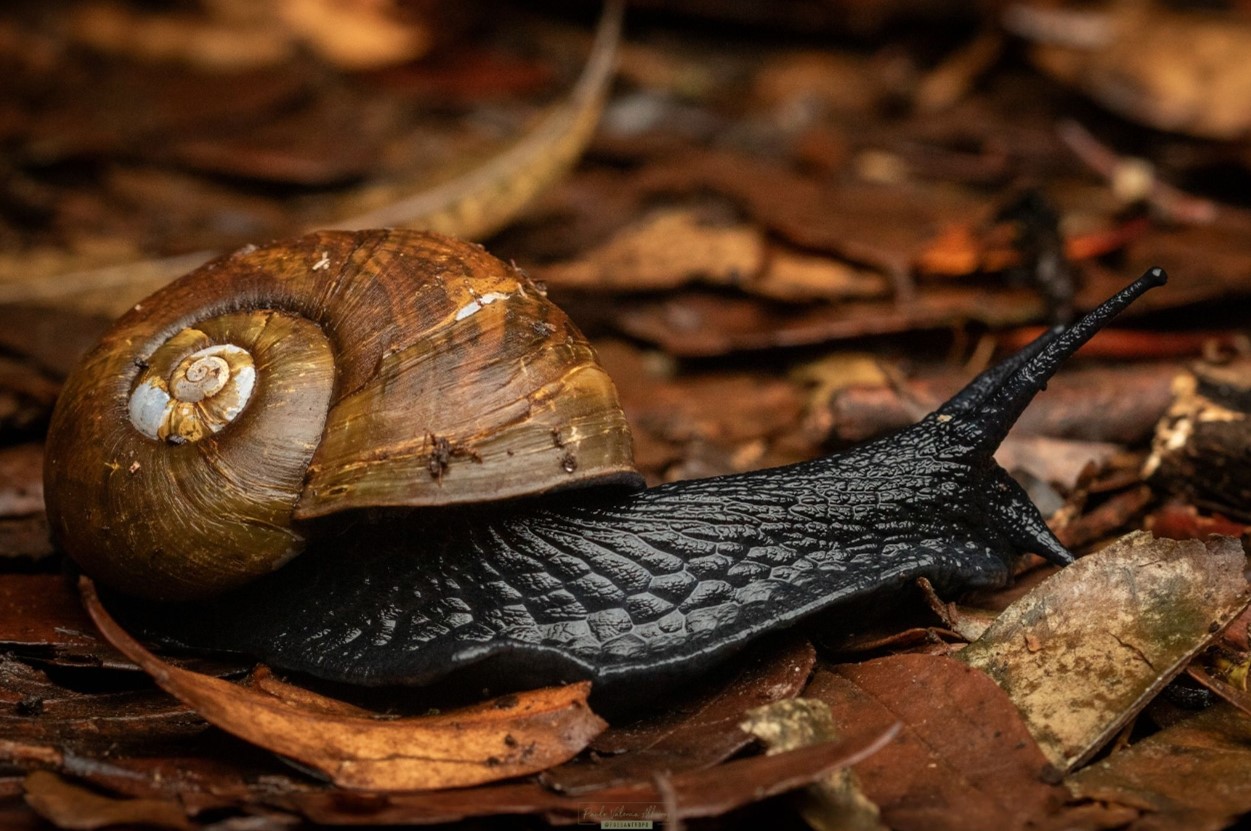 Macrocyclis peruvianus (Lamarck, 1822) Macrocyclis peruvianus (Lamarck, 1822)