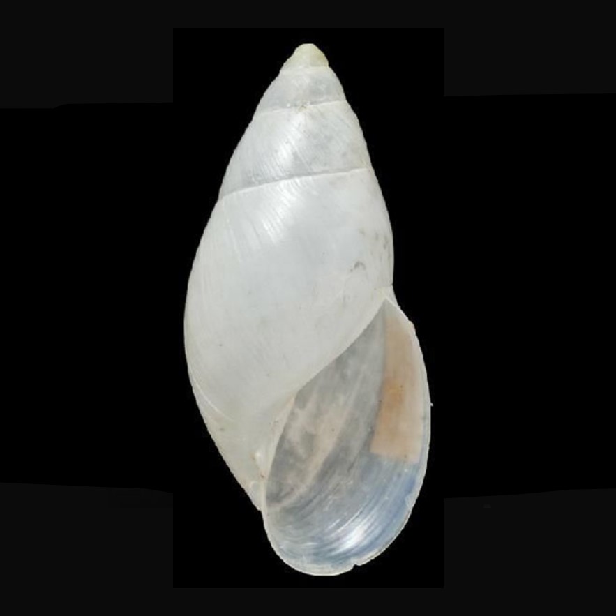 Mesembrinus mossi (E. A. Smith, 1896)