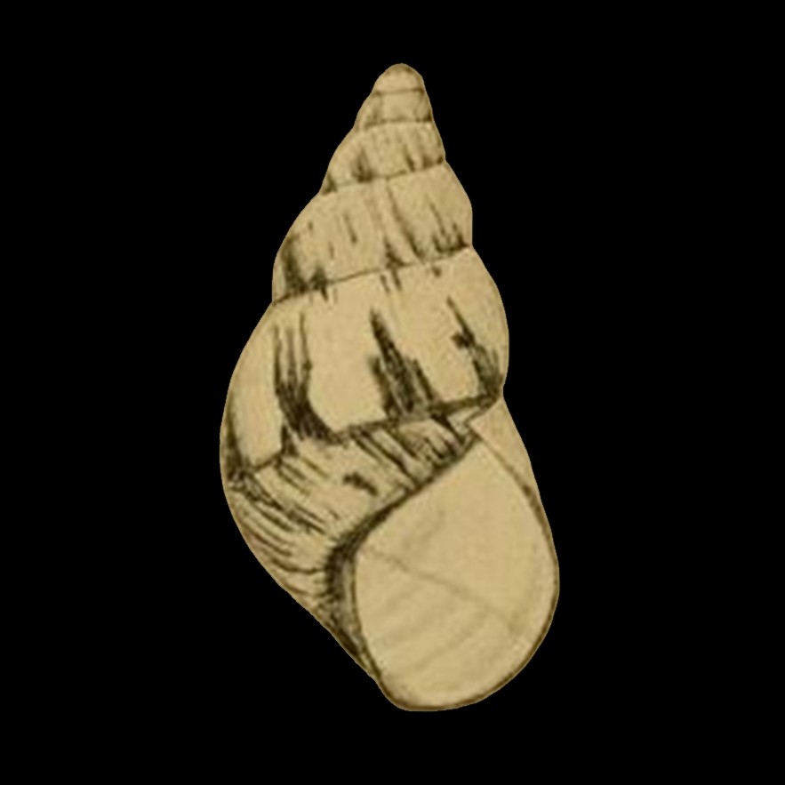 Orthalicus deliciosus (Strebel, 1909)