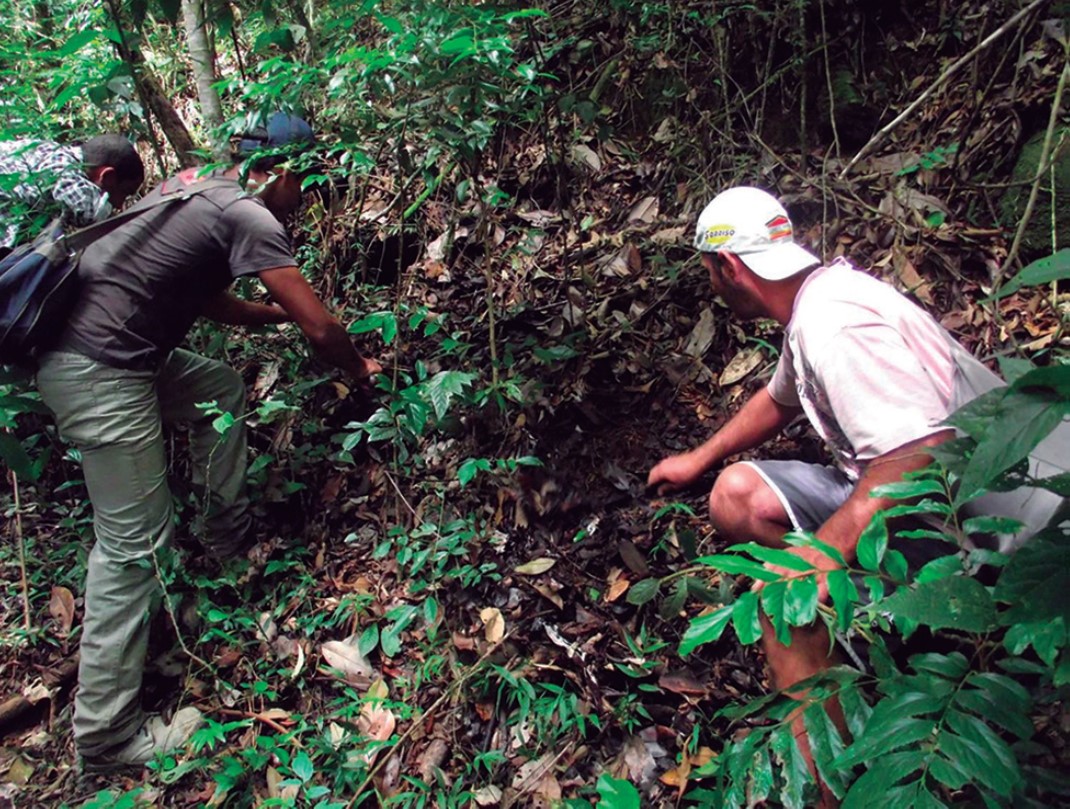 Inventário revela 40 espécies de gastrópodes terrestres em três reservas do Sudeste