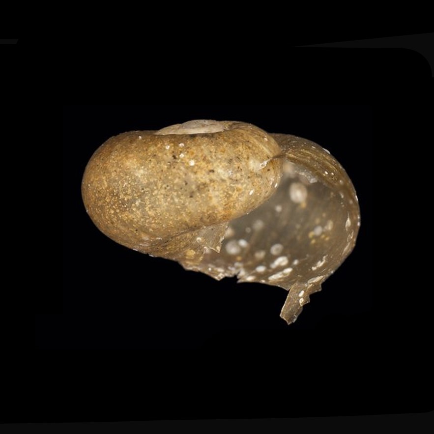 Payenia saxatilis (A. A. Gould, 1846)