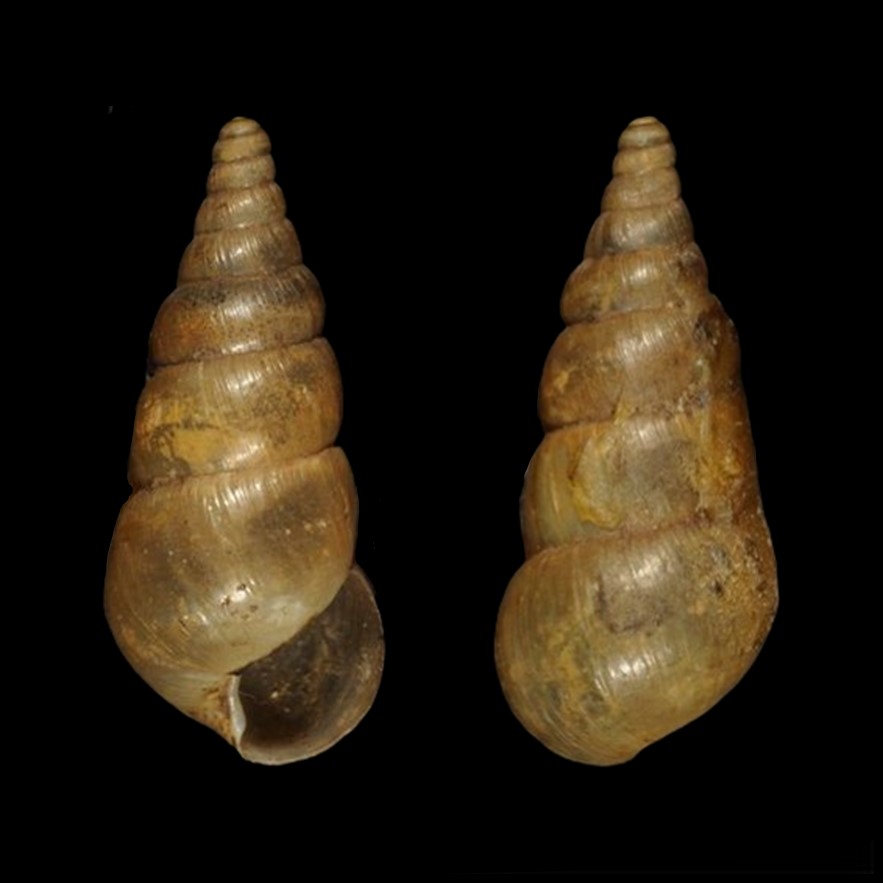 Pelatrinia helenae (Pilsbry, 1907)