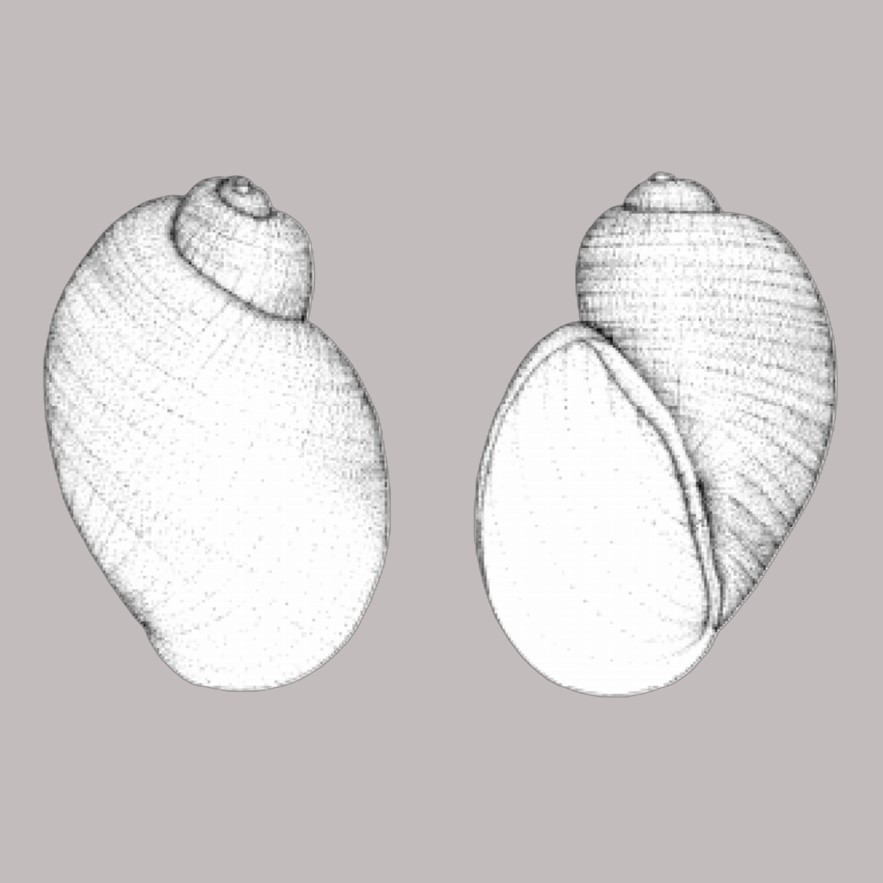 Plesiophysa dolichomastix Paraense, 2002