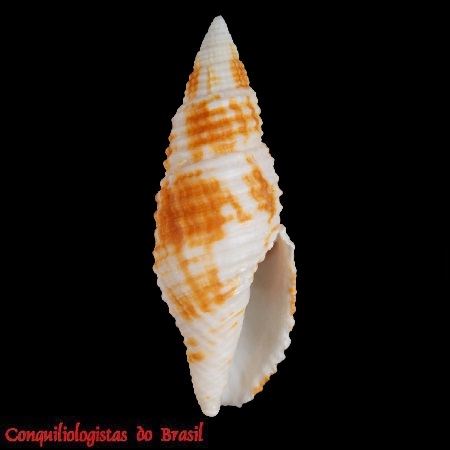 Pseudonebularia damasomonteiroi (T. Cossignani & V. Cossignani, 2007)