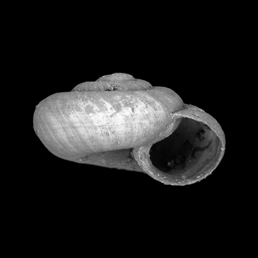 Punctum depressum Odhner, 1922