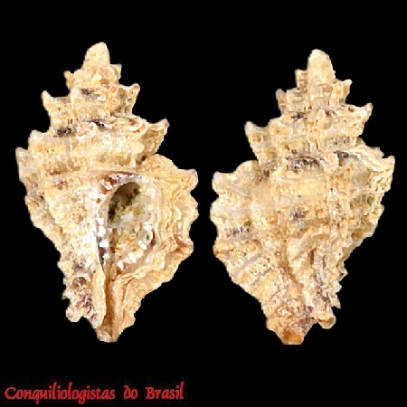 Pygmaepterys germainae E. H. Vokes & D'Attilio, 1980