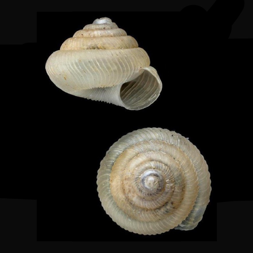 Radiodiscus bactricolus (Guppy, 1868)