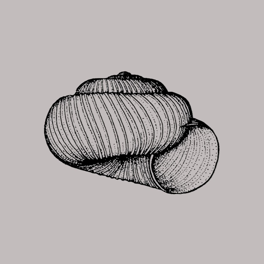 Radiodiscus ditzleri H. B. Baker, 1925