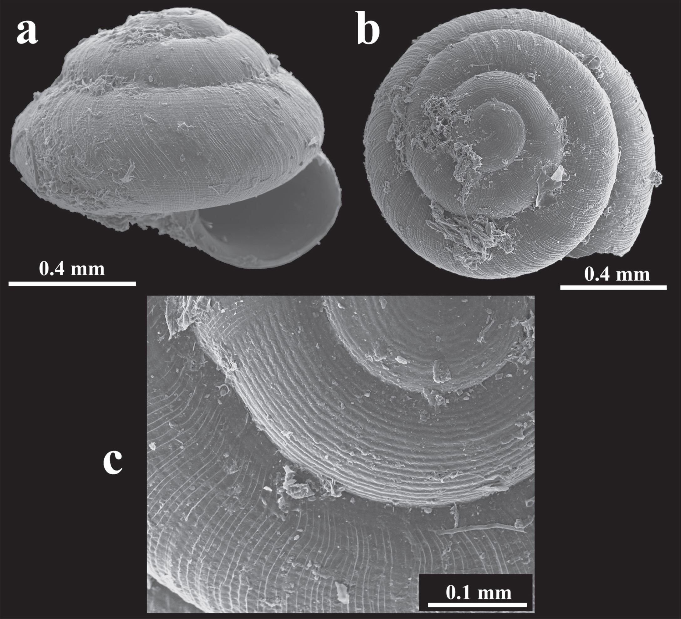 Sinployea conica (Odhner, 1922) Sinployea conica (Odhner, 1922)