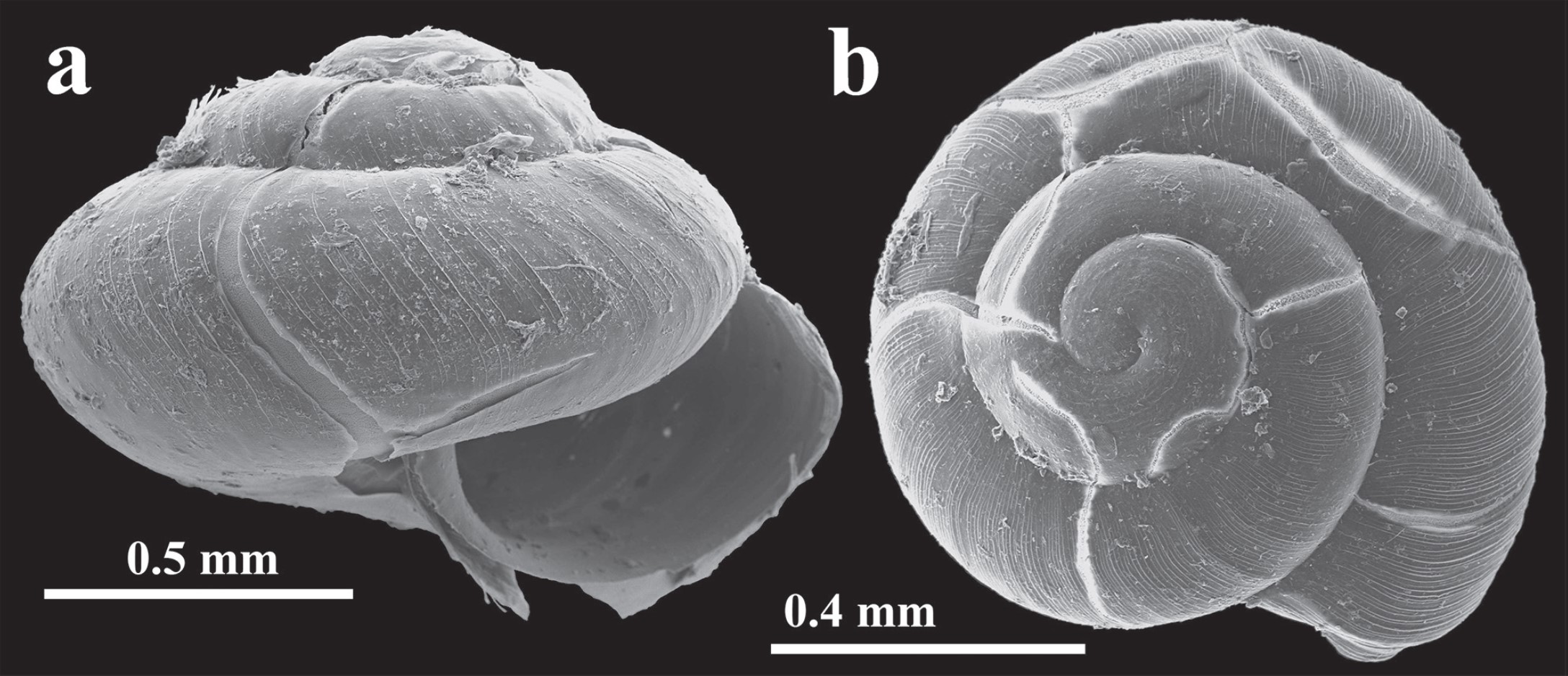 Sinployea conica (Odhner, 1922) Sinployea conica (Odhner, 1922)