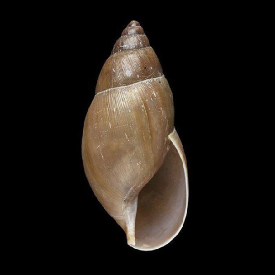 Euglandina aequatoria (S. I. da Costa, 1900)
