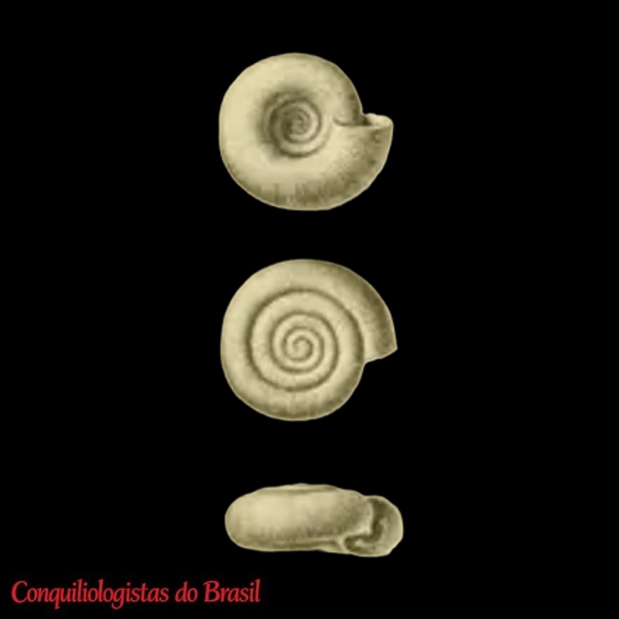 Thaumatodon occulta (Odhner, 1922)