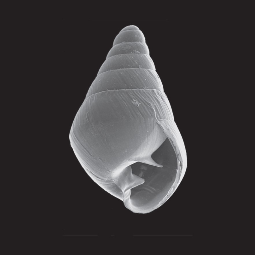 Tornatellina bilamellata (Anton, 1838)