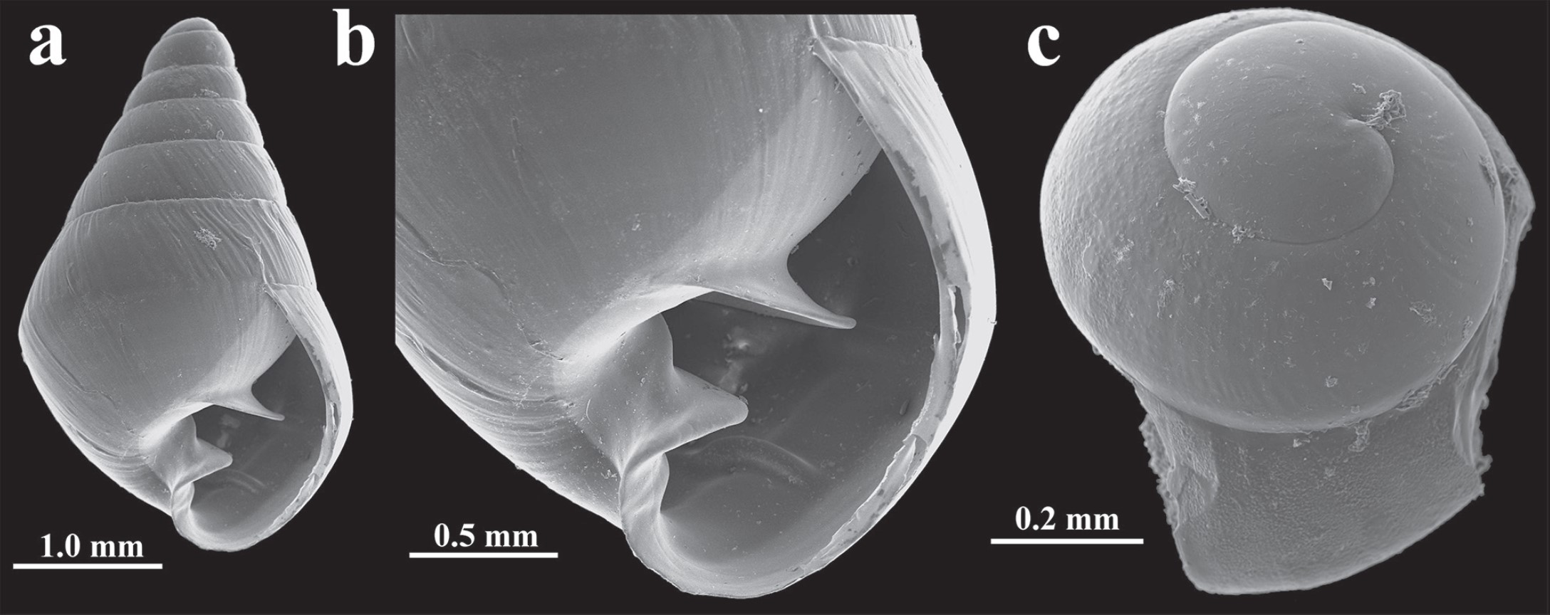 Tornatellina bilamellata (Anton, 1838) Tornatellina bilamellata (Anton, 1838)