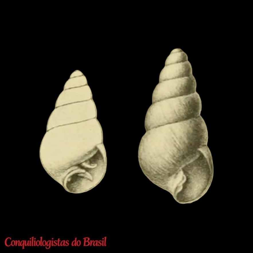 Tornatellina callosa Odhner, 1922