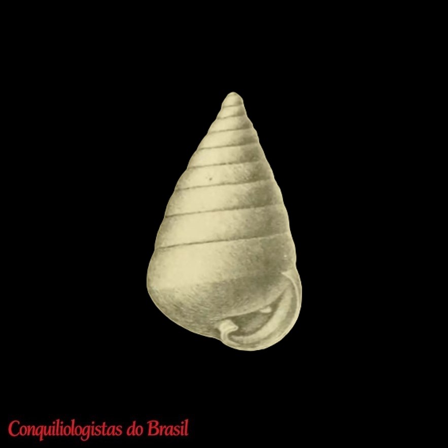Tornatellina conica (Anton, 1838)