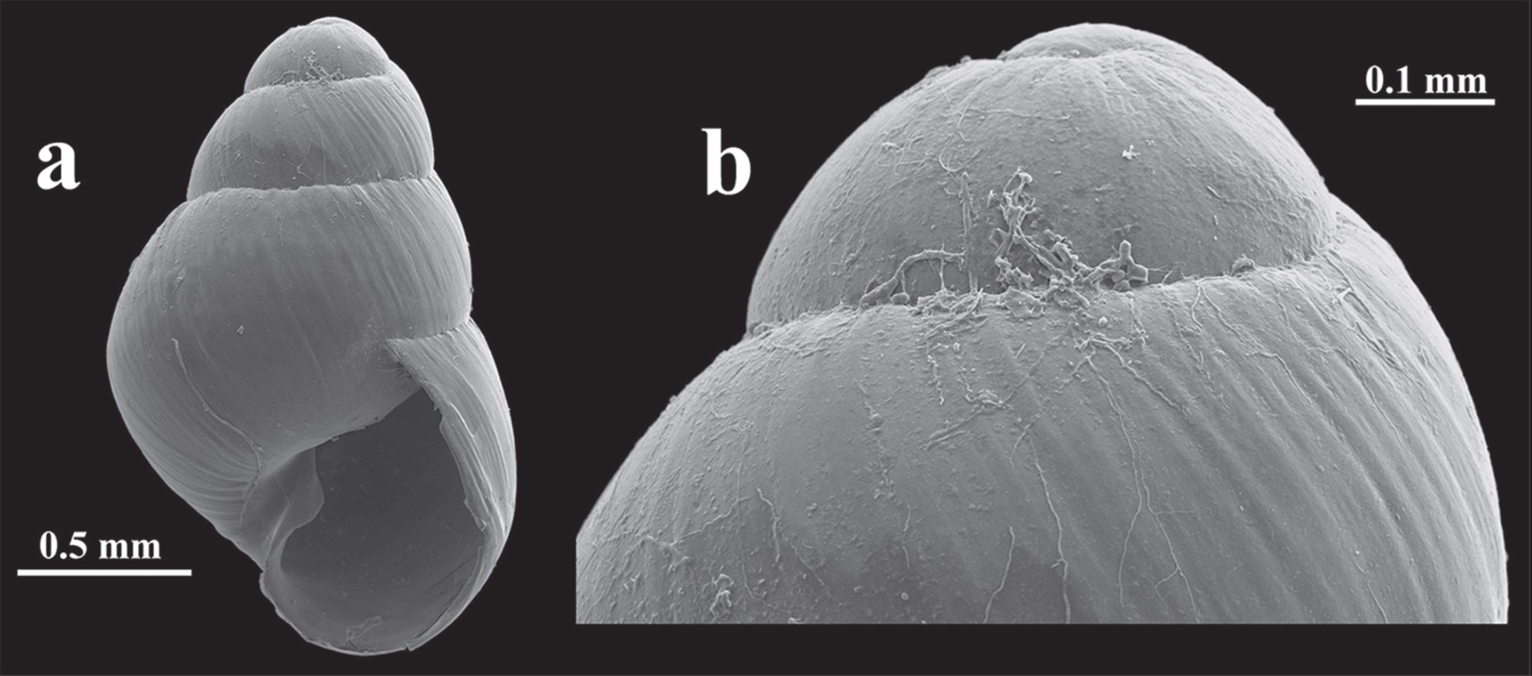 Tornatellina juanfernandeziana Miquel & Araya, 2015; ATUAL Tornatellina skottsbergi Odhner, 1962 Tornatellina juanfernandeziana Miquel & Araya, 2015; ATUAL Tornatellina skottsbergi Odhner, 1962