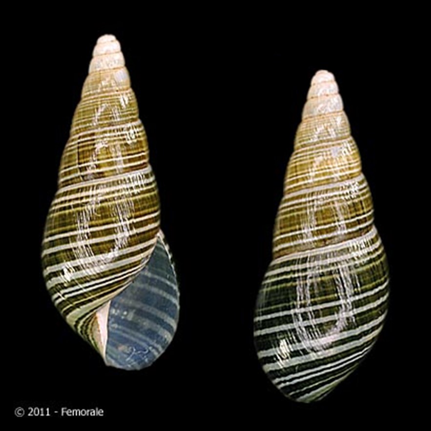 Zoniferella pilsbryi (Fulton, 1908)