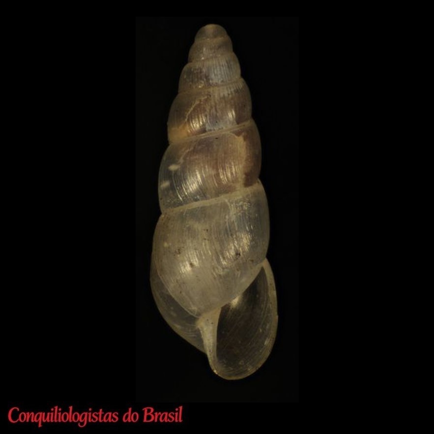 Allopeas clavulinum (Potiez & Michaud, 1838)