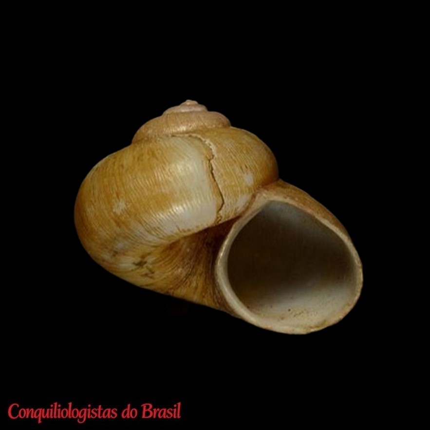 Aperostoma translucidum major (H. B. Baker, 1923)