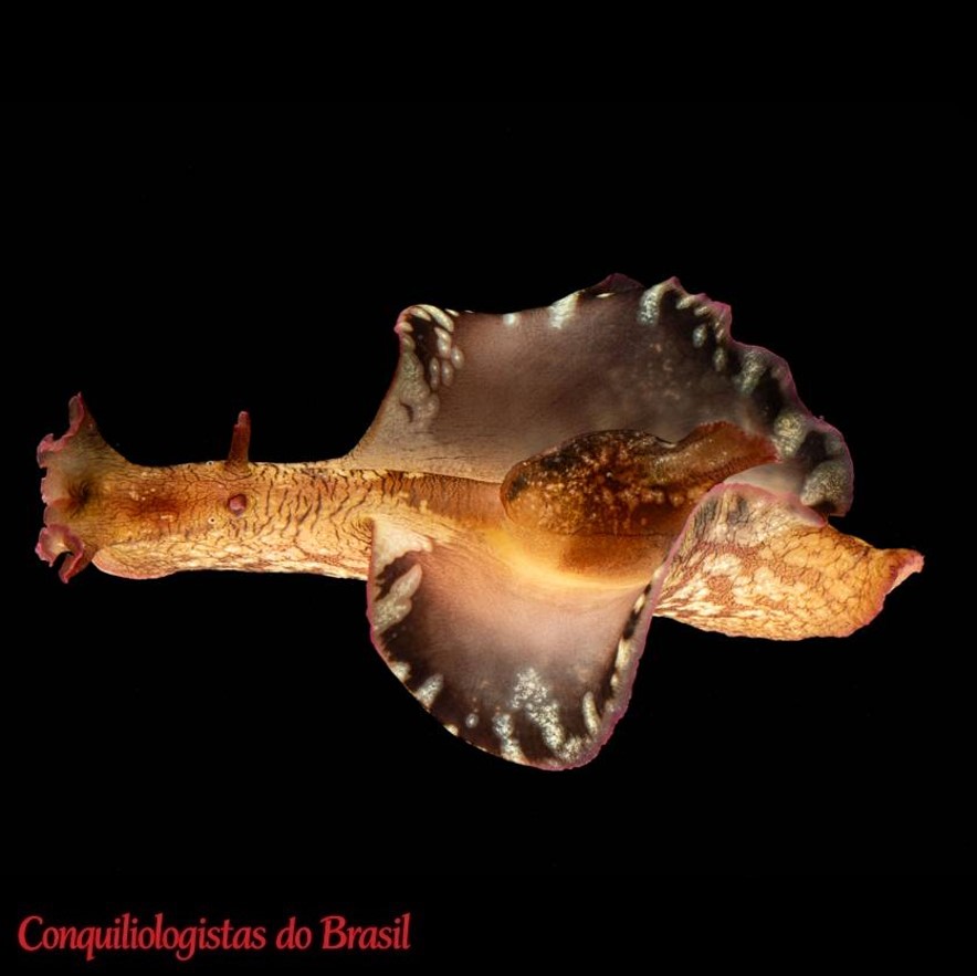 Aplysia brasiliana Rang, 1828 - Banco de Imagens CIFONAUTA, curador: Álvaro E. Migotto