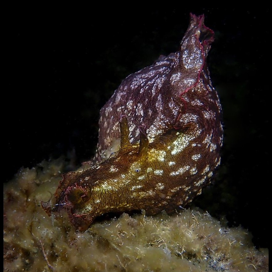 Aplysia brasiliana Rang, 1828