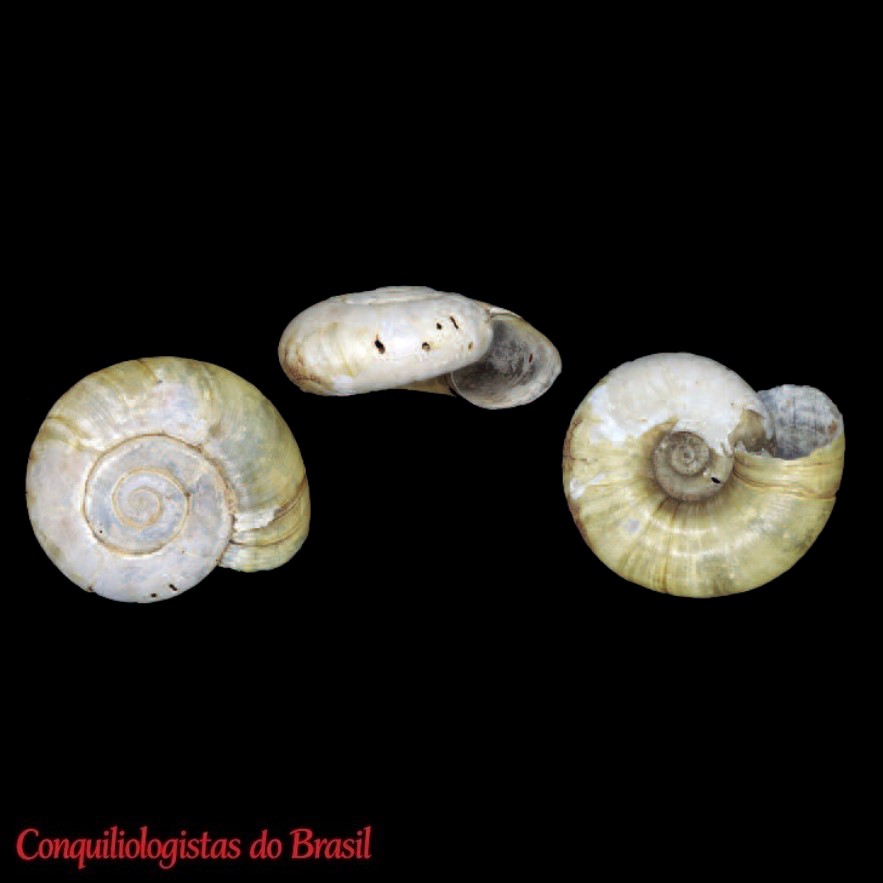 Austroselenites cyclina (Cousin, 1887)