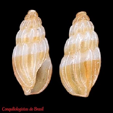 Brachycythara brevis (C. B. Adams, 1850)