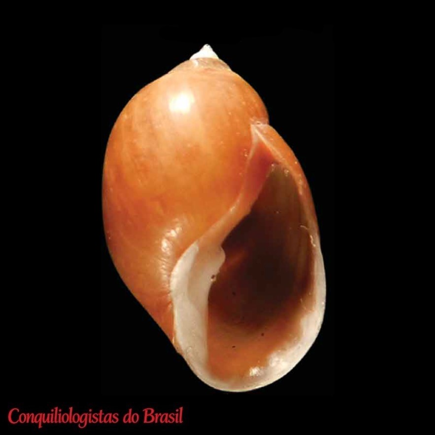 Chilina cuyana Gutiérrez Gregoric, Ciocco & Rumi, 2014