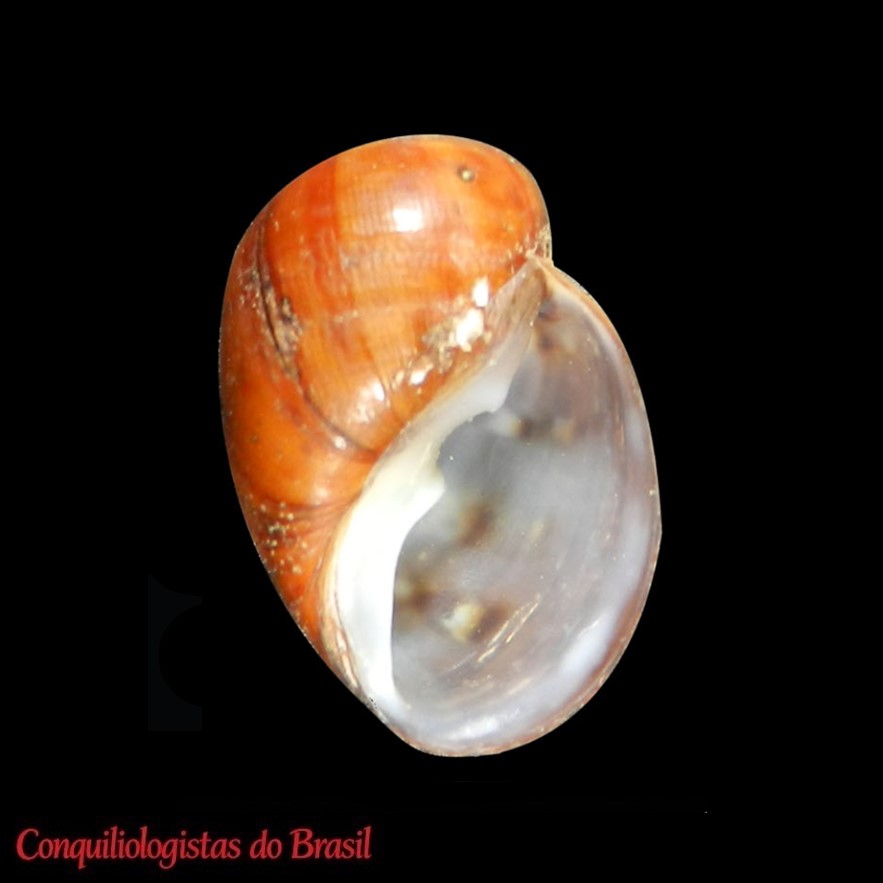 Chilina luciae Gutiérrez Gregoric & de Lucía, 2016