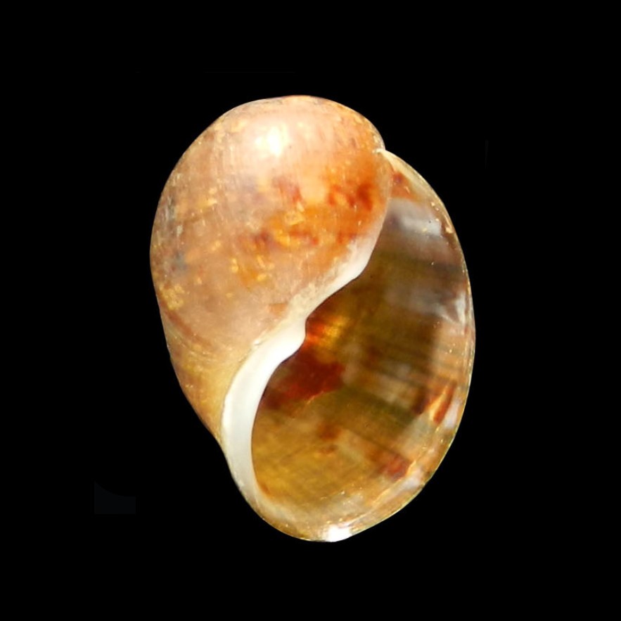 Chilina nicolasi Gutiérrez Gregoric & de Lucía, 2016