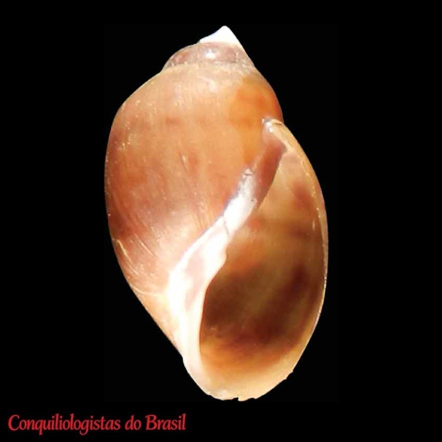 Chilina sanjuanina Gutiérrez Gregoric, Ciocco & Rumi, 2014