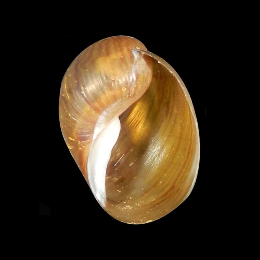 Chilina santiagoi Gutiérrez Gregoric & de Lucía, 2016