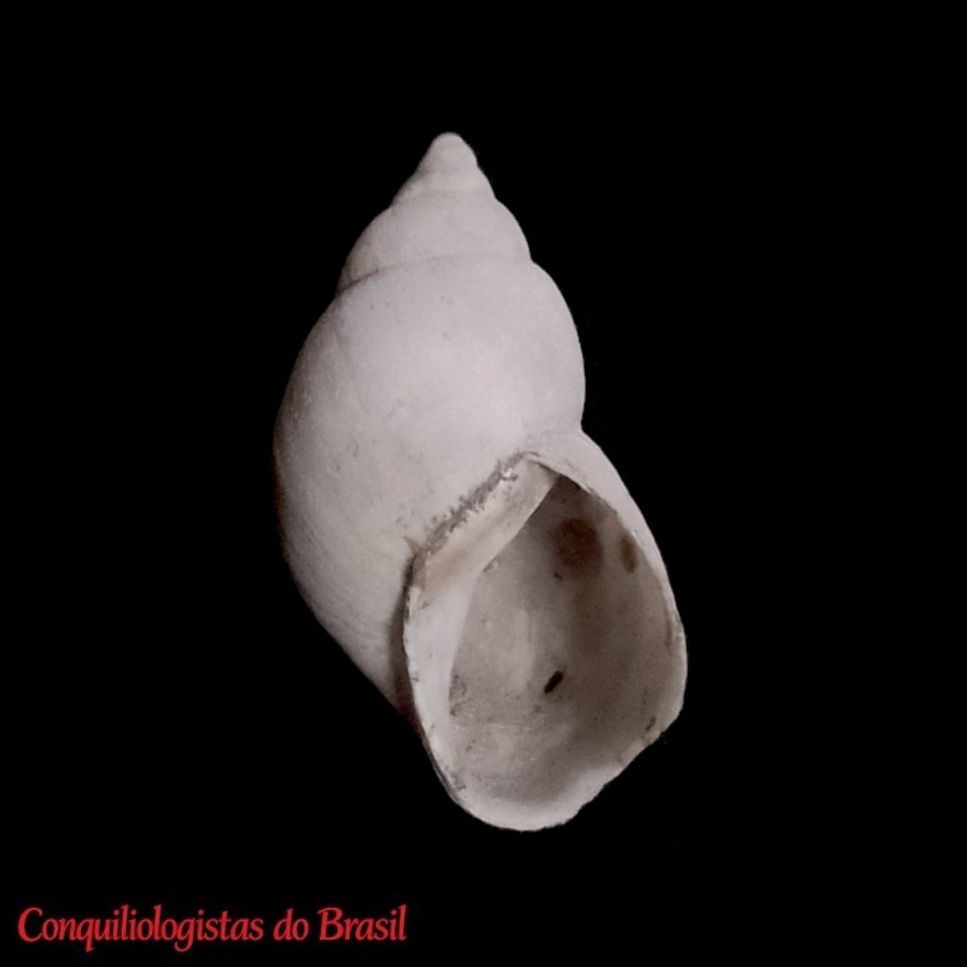 Chilonopsis blofeldi (Forbes, 1852)