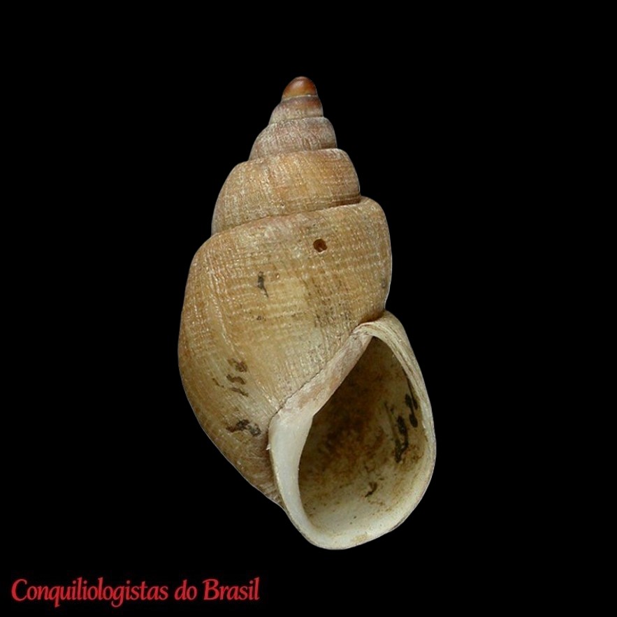 Chilonopsis helena (Quoy & Gaimard, 1832)