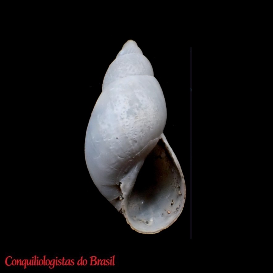 Chilonopsis lanceoloideus Gerlach, Griffiths, Hume, Louchart, Sorrel & Cairns-Wicks, 2025