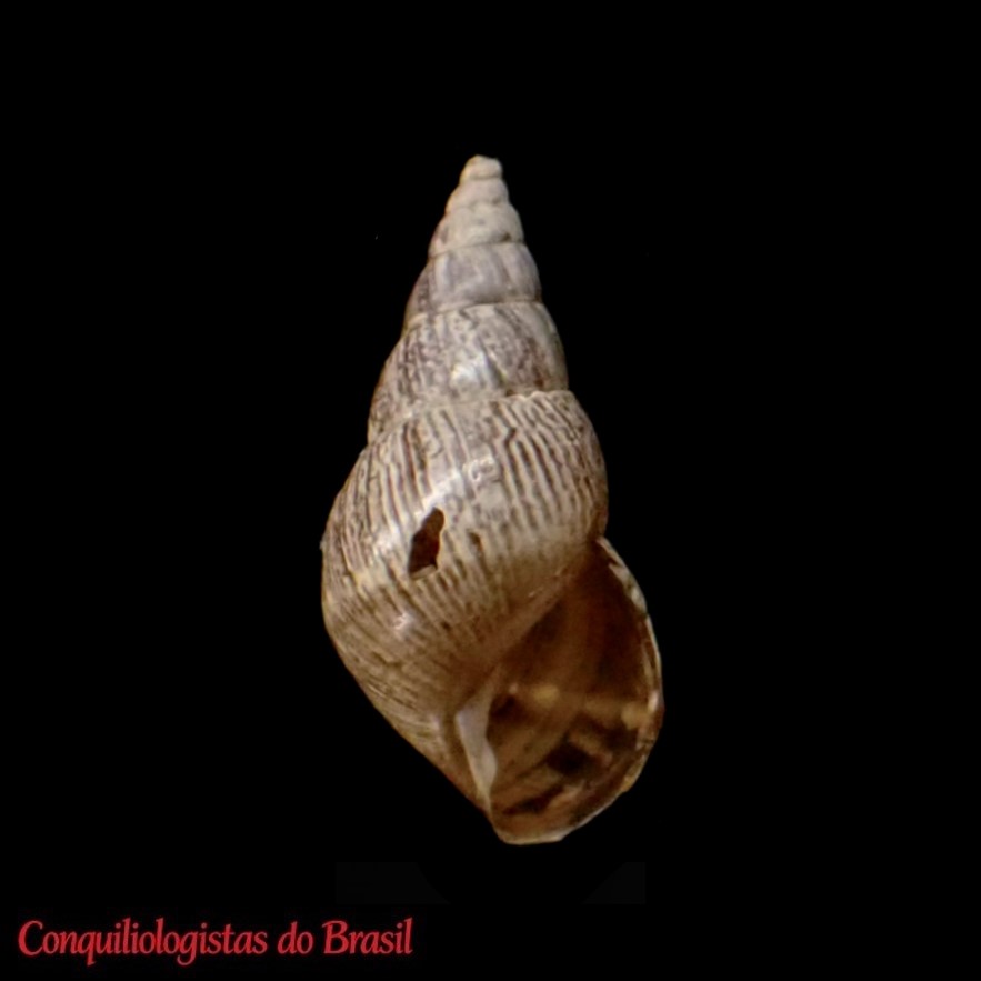 Chilonopsis turtoni (E. A. Smith, 1892)