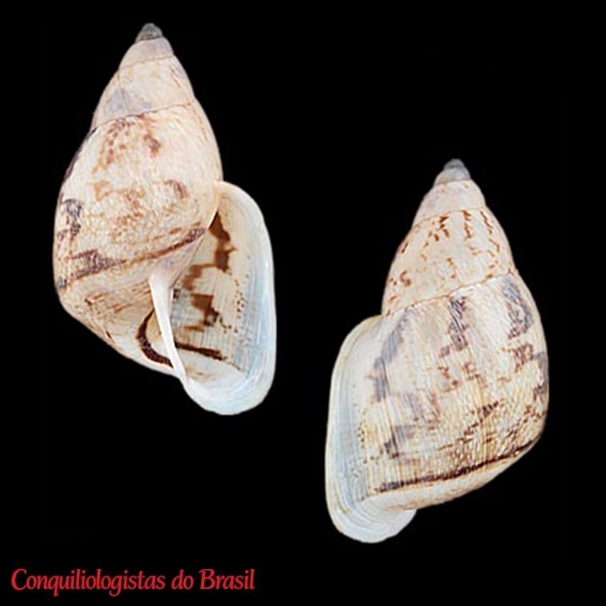 Cochlorina andradeae La Pasta, Klatau & Oliveira, 2026