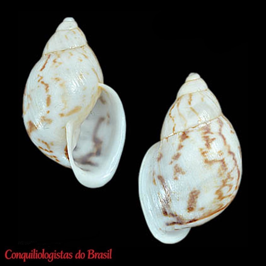 Cochlorina parkis La Pasta, Klatau & Oliveira, 2026