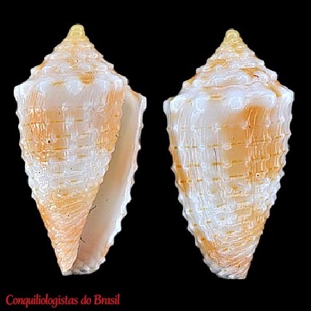 Conasprella bianchii (Petuch & Berschauer, 2018)